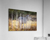 African zebra in the tall grass  Acrylic Print