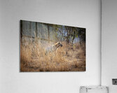 spotted hyena background Acrylic Print