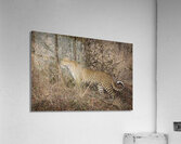 African leopard background Acrylic Print