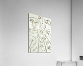 human bones on a white  Acrylic Print