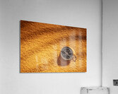 metal compass on sand Acrylic Print