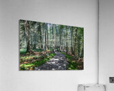 pathway in the forest Acrylic Print