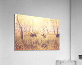 malawi buffalo background Acrylic Print