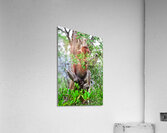 proboscis monkey in malaysia Acrylic Print