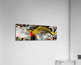 Traditional japanese koi fish with floral patterns Acrylic Print