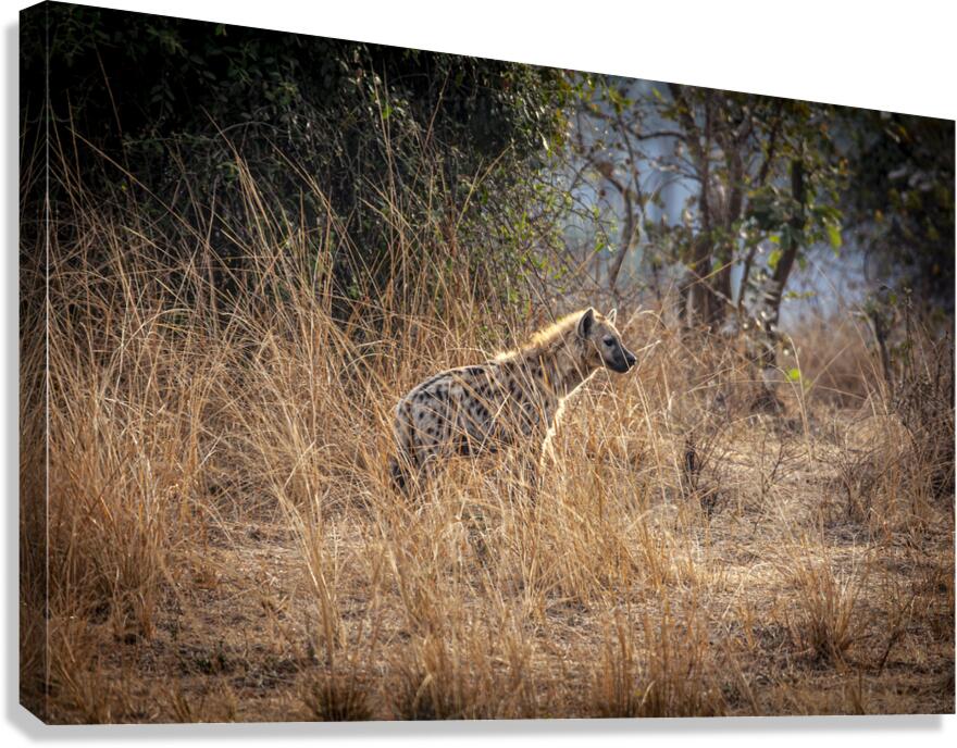 spotted hyena background Canvas Print