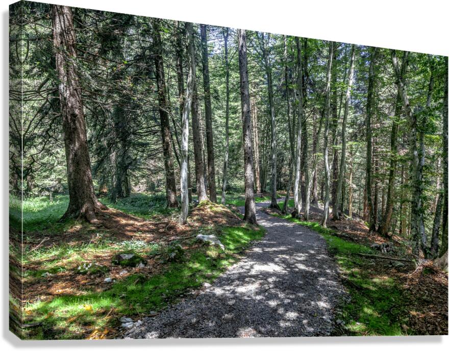 pathway in the forest Canvas Print