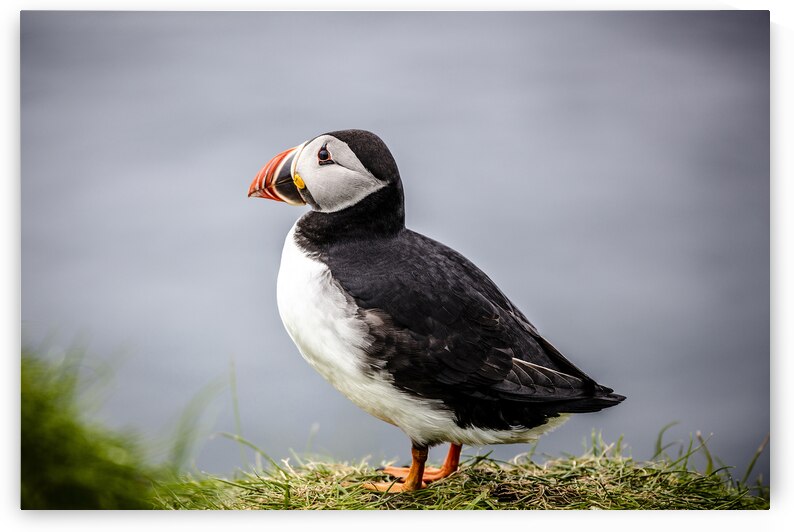 Atlantic puffins on the Faroe Islands. by Gualtiero Boffi