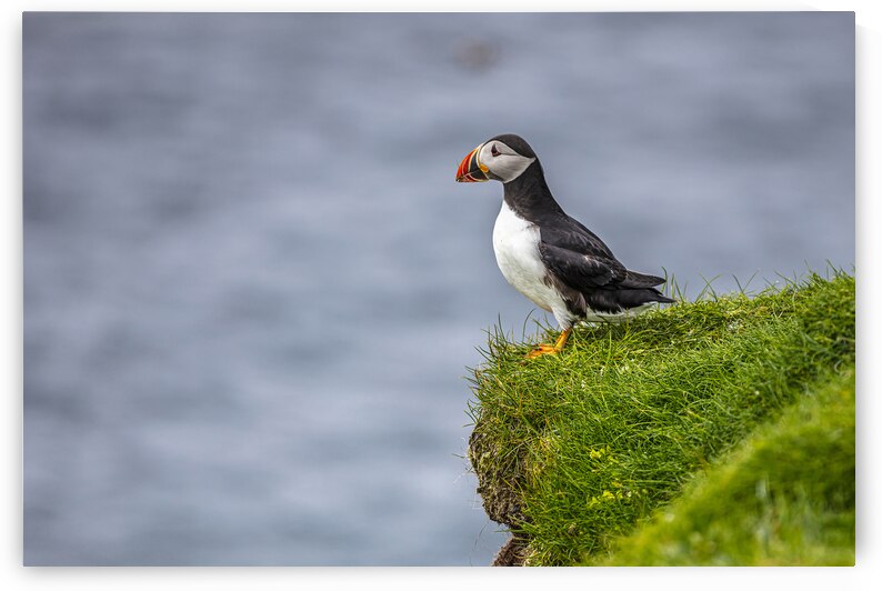 Atlantic puffins on the Faroe Islands. by Gualtiero Boffi