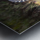 African zebra in the tall grass  Metal print