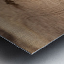 leopard walks in the savannah Metal print