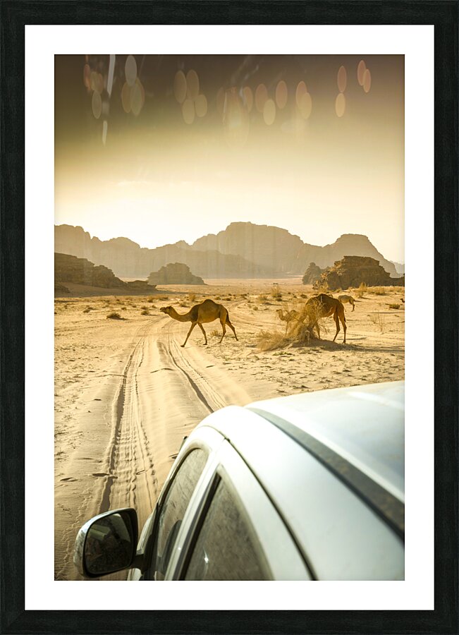 wandering camels background Picture Frame print