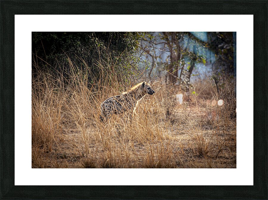 spotted hyena background Picture Frame print