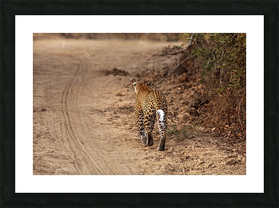 leopard walks in the savannah Picture Frame print