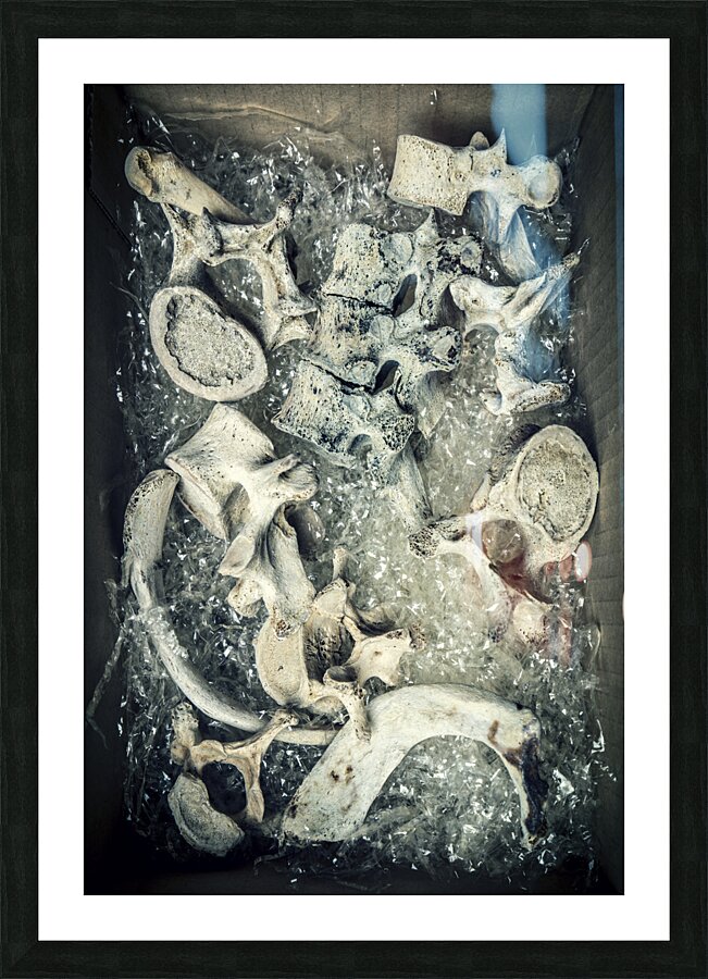 human bone vertebrae in a cardboard box  Picture Frame print
