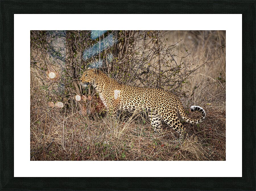 African leopard background Picture Frame print
