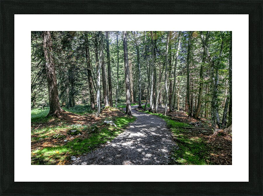 pathway in the forest Picture Frame print