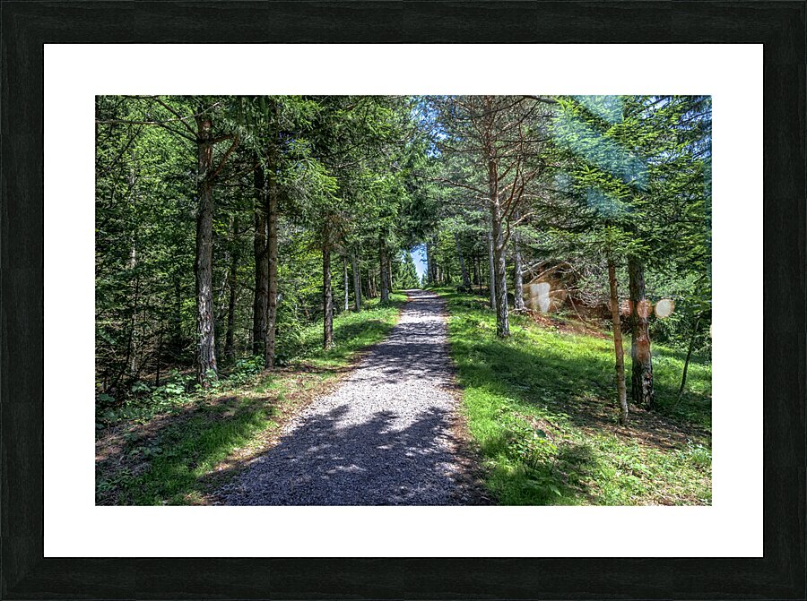 sciury pathway view Picture Frame print
