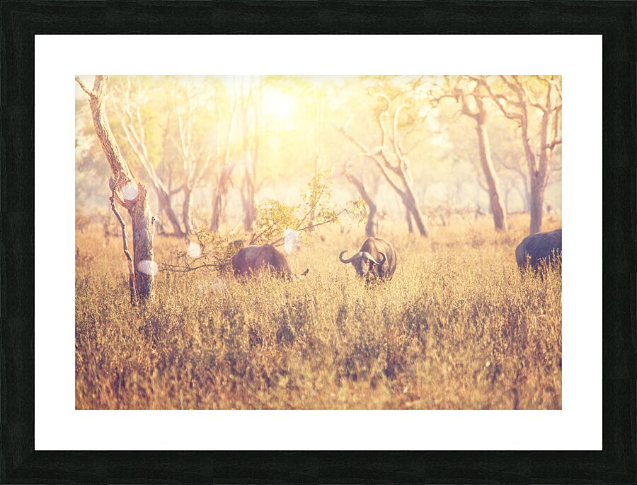 malawi buffalo background Picture Frame print
