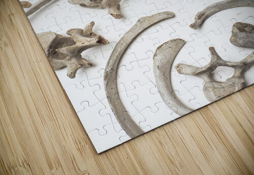 bones human remains  Gualtiero Boffi puzzle