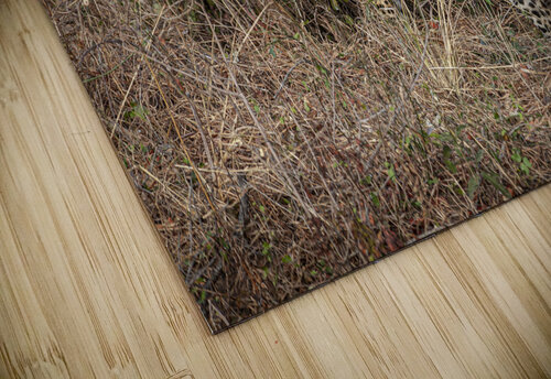 African leopard background Gualtiero Boffi puzzle