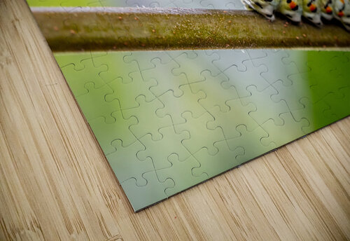 Papilio machaon Caterpillar  Gualtiero Boffi puzzle