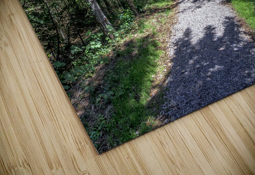 sciury pathway view Gualtiero Boffi puzzle
