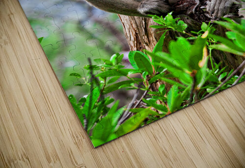 proboscis monkey in malaysia Gualtiero Boffi puzzle