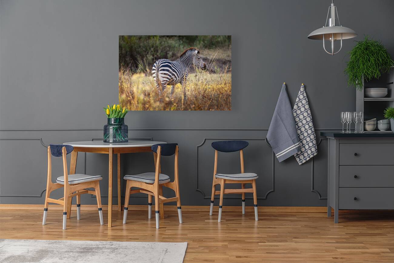 African zebra in the tall grass  Reproduction
