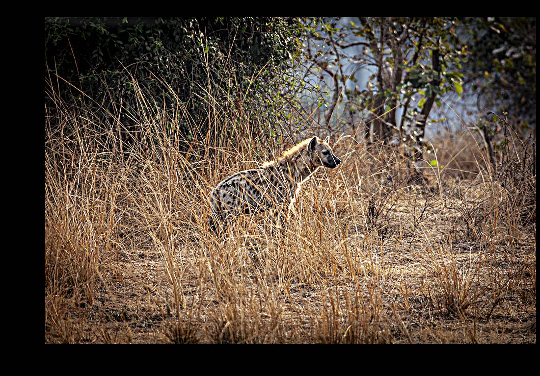spotted hyena background Reproduction