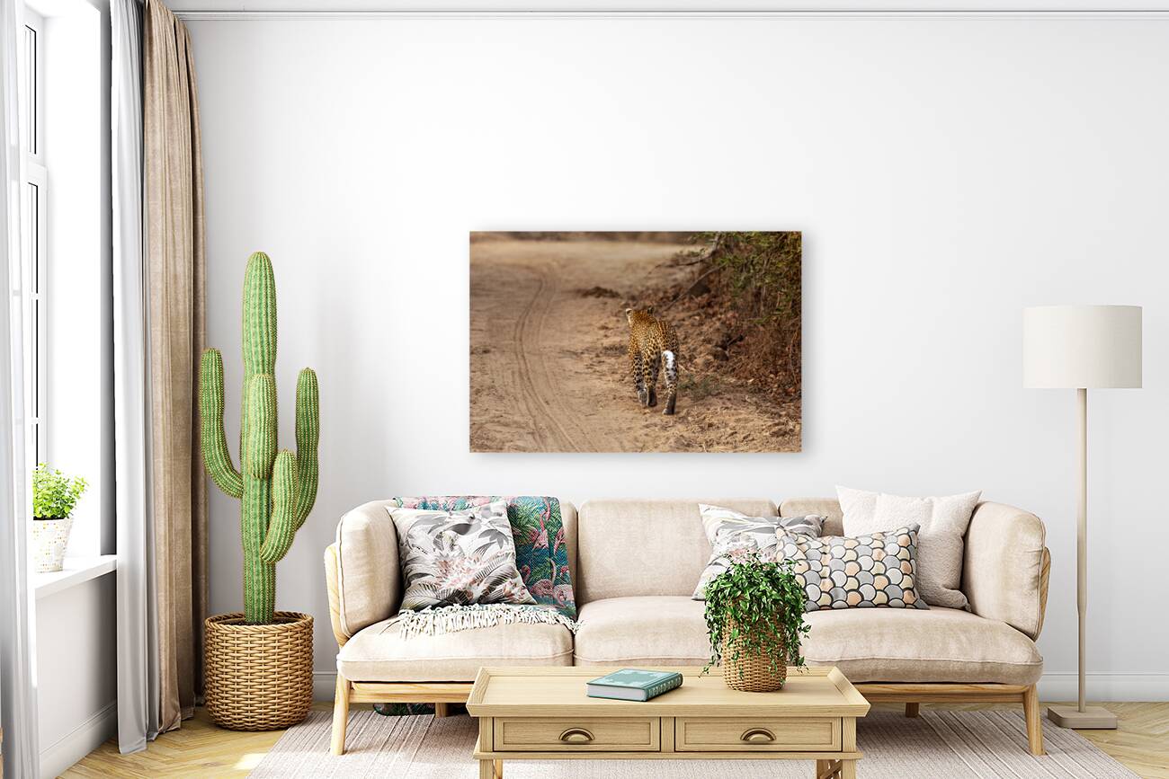 leopard walks in the savannah Reproduction