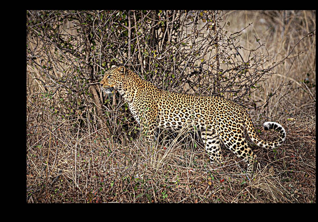 African leopard background Reproduction