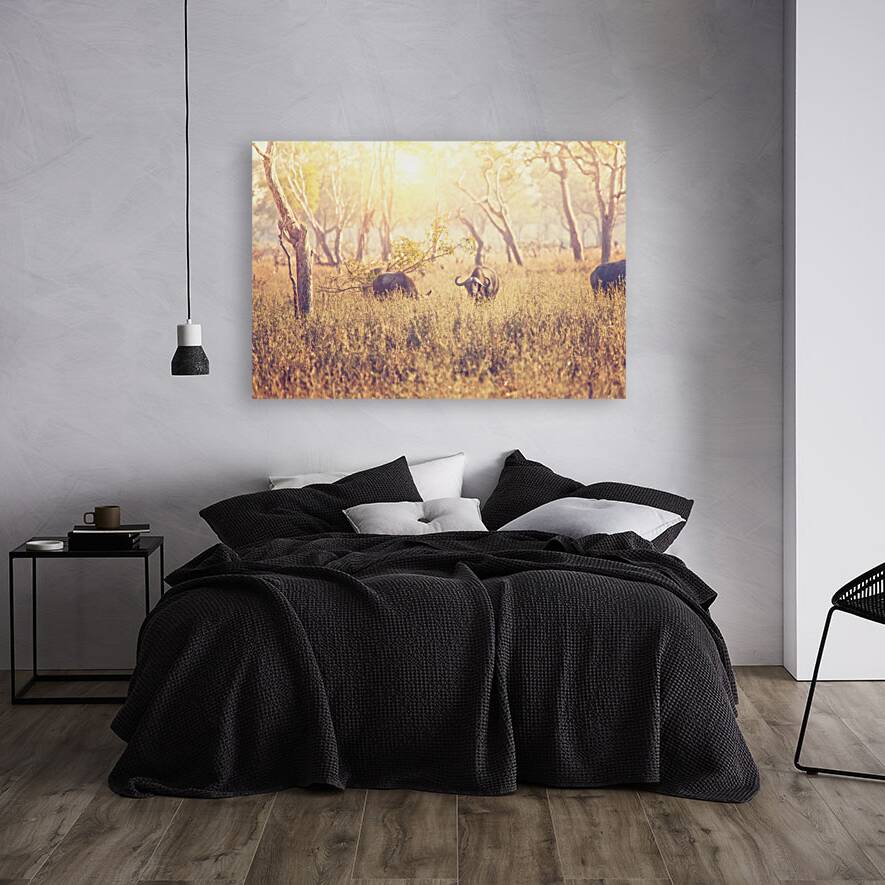 malawi buffalo background Reproduction