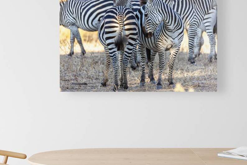 Wild zebras in africa by Gualtiero Boffi