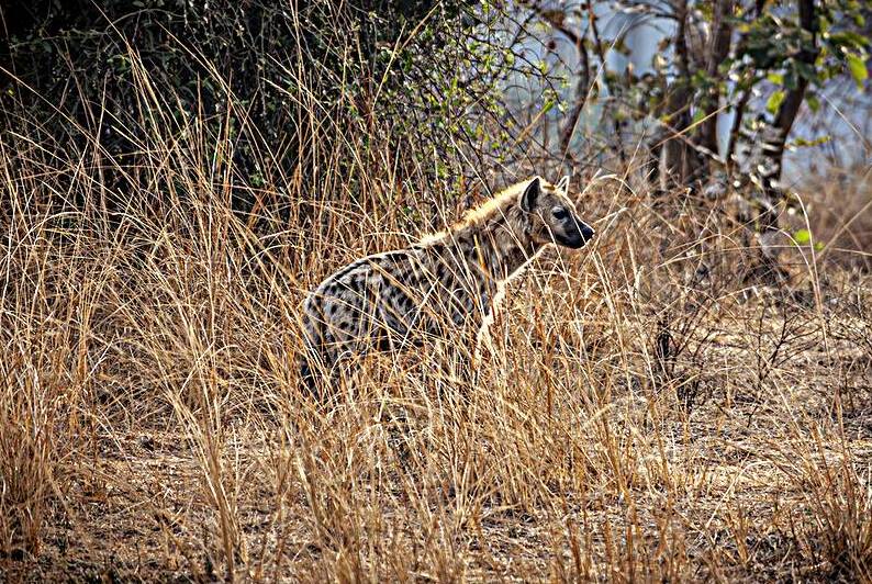 spotted hyena background by Gualtiero Boffi