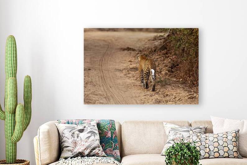 leopard walks in the savannah by Gualtiero Boffi