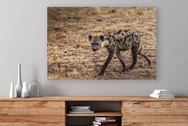 close-up of a spotted hyena by Gualtiero Boffi