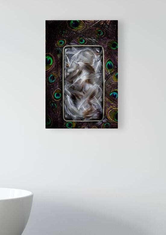  feathers in metal box and peacock feathers by Gualtiero Boffi