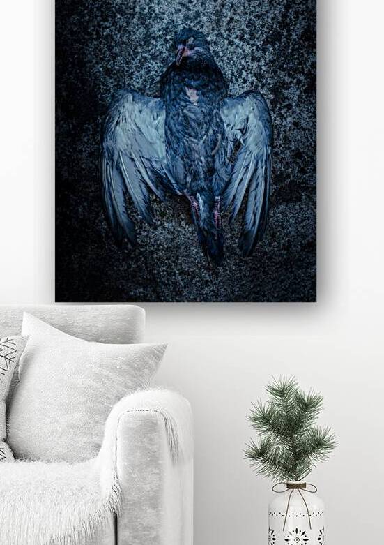 dead pigeon on metal  by Gualtiero Boffi