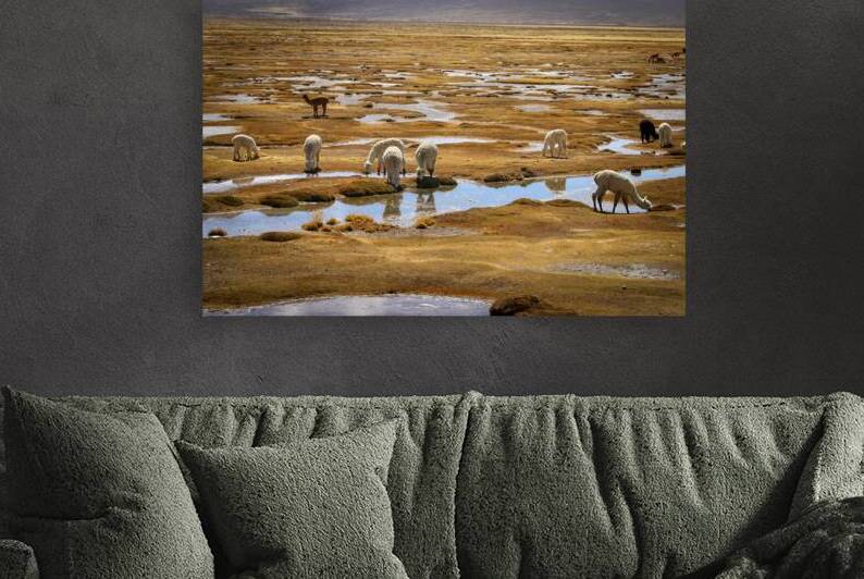 llamas watering on a Peruvian plateau background by Gualtiero Boffi