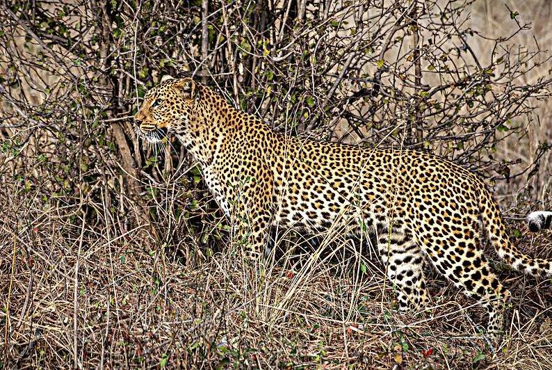 African leopard background by Gualtiero Boffi