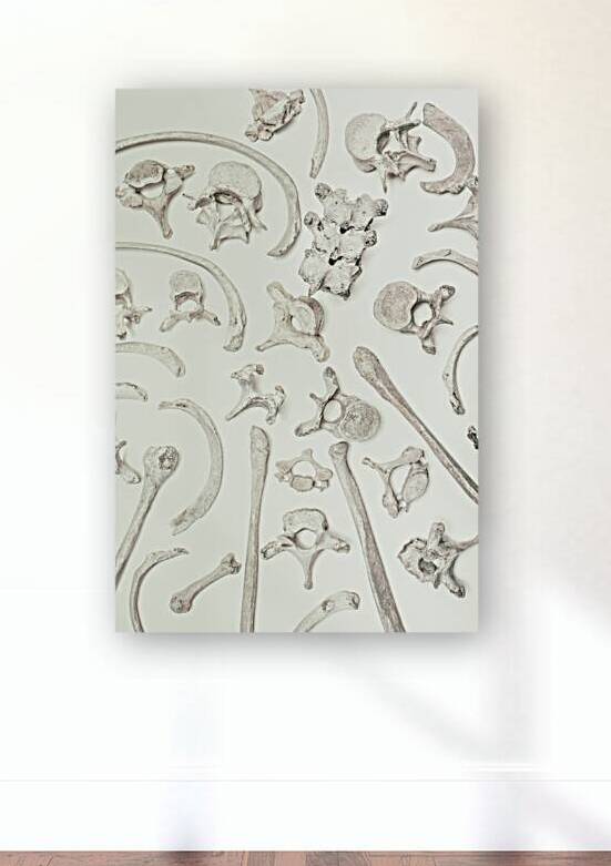 human bones on a white  by Gualtiero Boffi