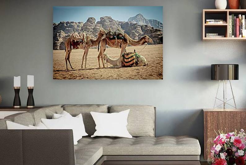 dromedaries rest in the wadi rum desert  by Gualtiero Boffi