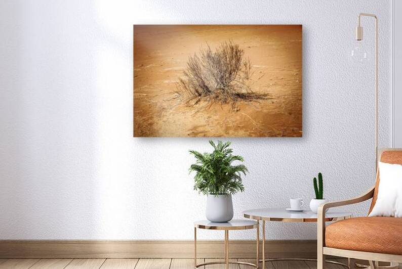 dry bush in the desert by Gualtiero Boffi