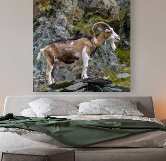 mountain goat with cowbell by Gualtiero Boffi