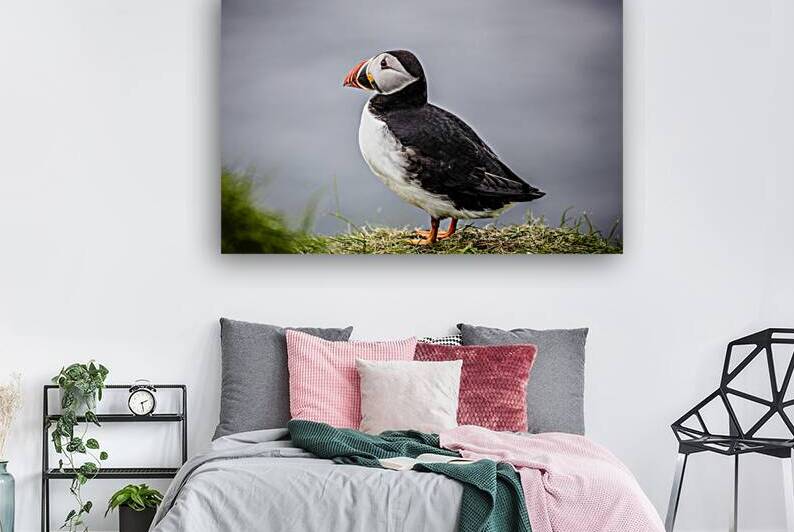 Atlantic puffins on the Faroe Islands. by Gualtiero Boffi