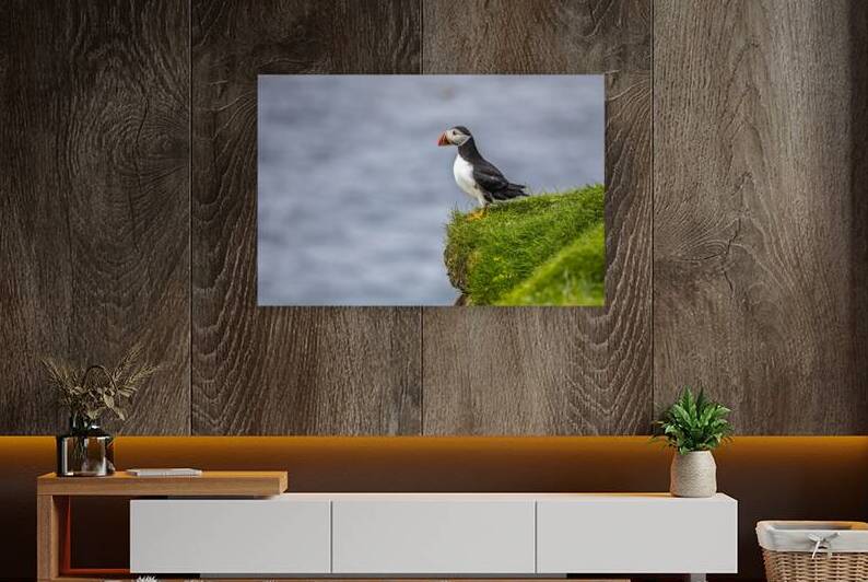 Atlantic puffins on the Faroe Islands. by Gualtiero Boffi