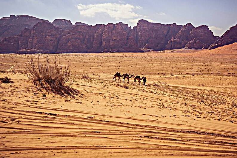 camel in wadi rum by Gualtiero Boffi