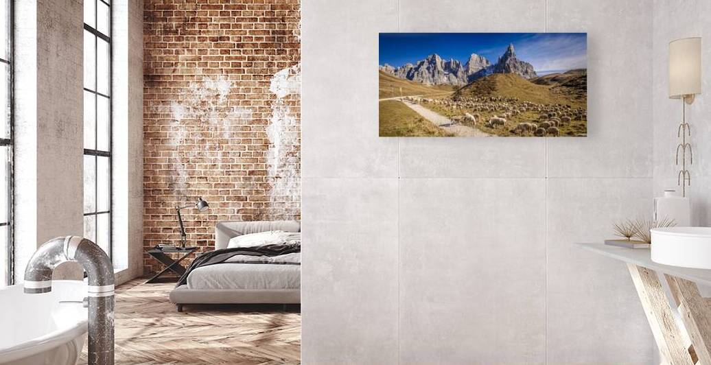 sheep in passo rolle by Gualtiero Boffi