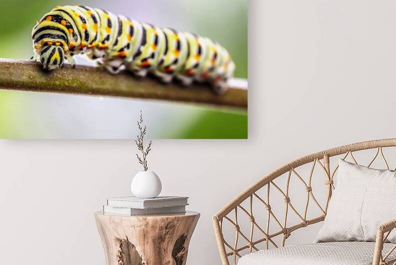 Papilio machaon Caterpillar  by Gualtiero Boffi